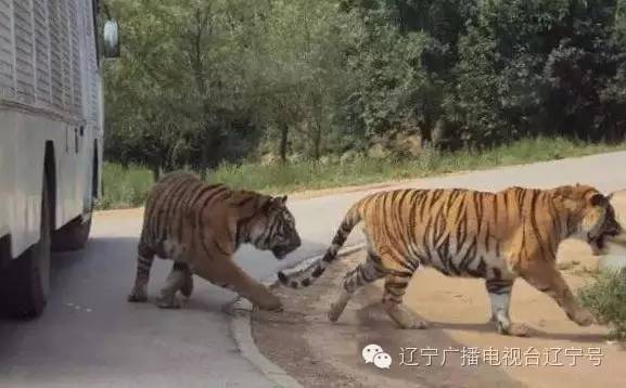 湖北老虎伤人湖北老虎伤人事件，深度解析与反思
