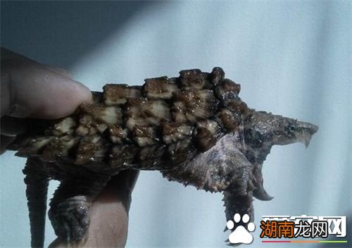 鳄龟被主人遗忘箱底1年瘦成皮包骨鳄龟被主人遗忘箱底一年，瘦成皮包骨，生命的顽强与关怀的重要性