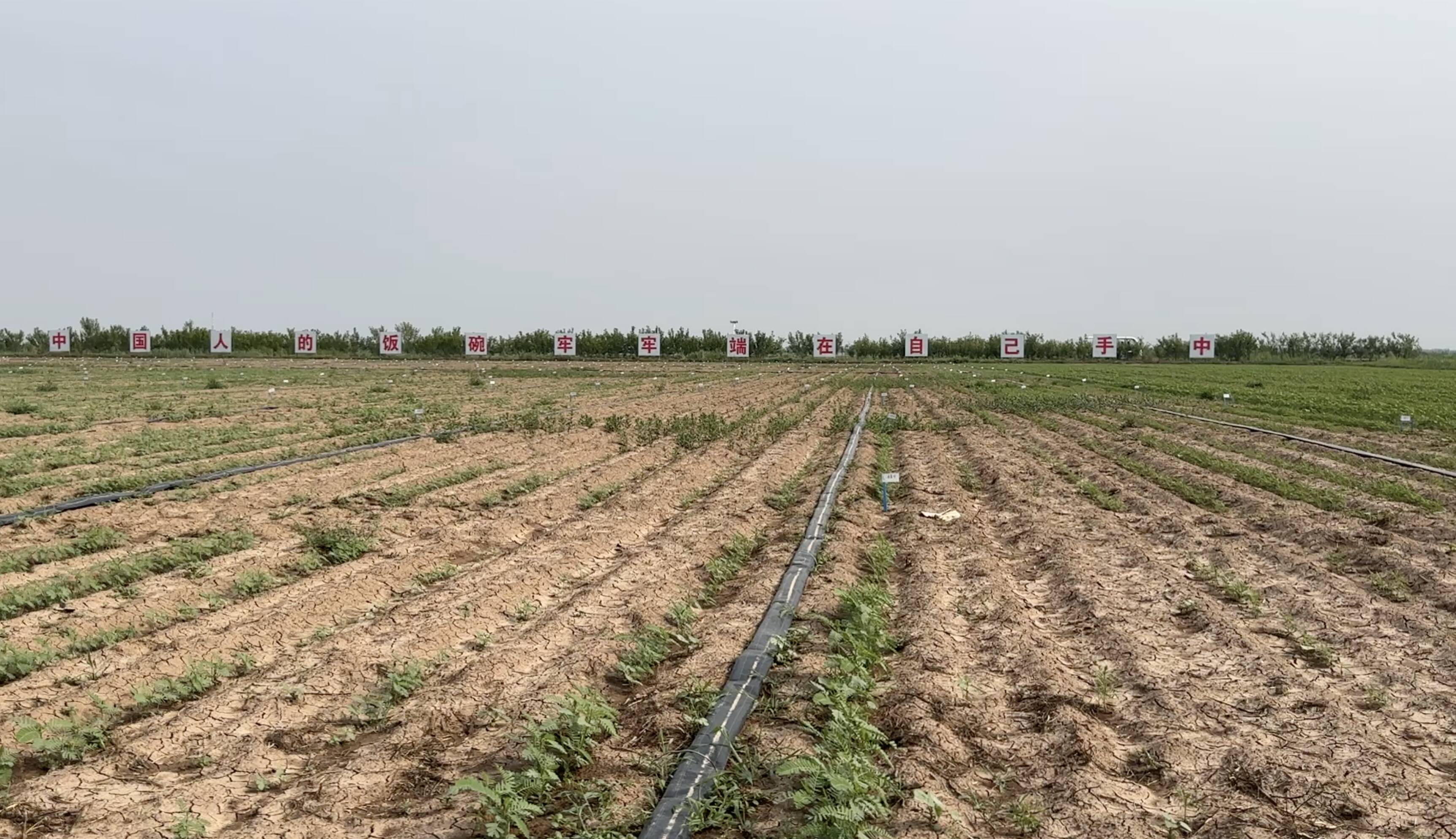 用吸管修复盐碱地用吸管修复盐碱地，一种创新方法的探索